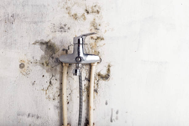 Best Commercial Mold Removal  in Lake Dunlap, TX