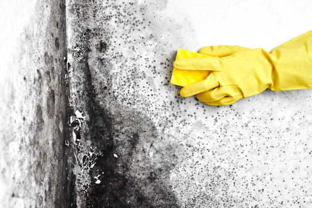 Best Emergency Mold Removal  in Lake Dunlap, TX