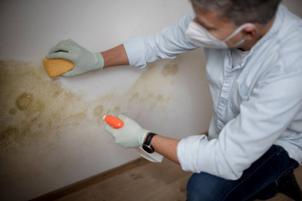 Best Residential Mold Removal  in Lake Dunlap, TX