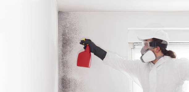 Best Home Mold Removal  in Lake Dunlap, TX