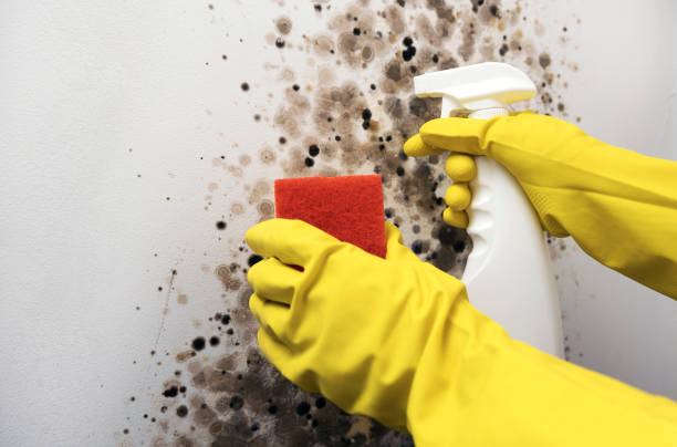Attic Mold Removal in Lake Dunlap, TX