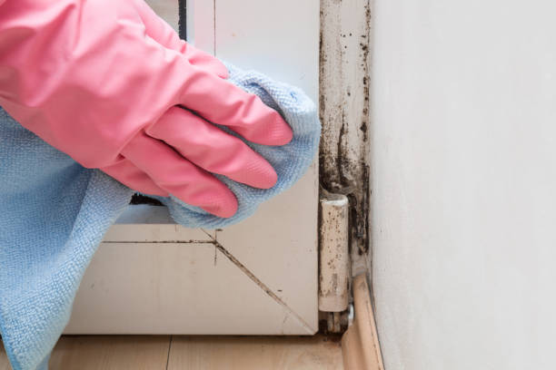Best Attic Mold Removal  in Lake Dunlap, TX
